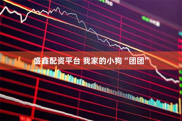 盛鑫配资平台 我家的小狗“团团”